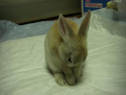 Yoroshiku bunny